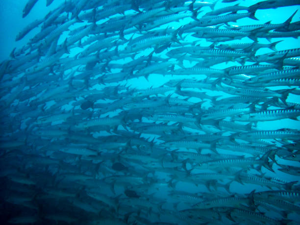 istock School of Barracuda, Sipadan Malaysia 1129077721