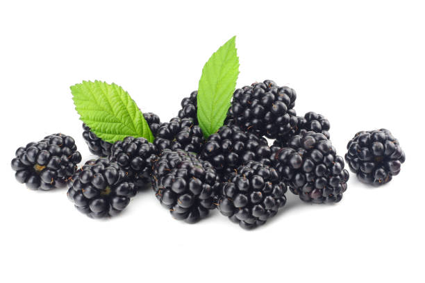 istock blackberries with green leaf isolated on white background. macro 1129078709