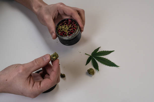 istock The man rolling medical marijuana joint. Marijuana buds, weed, leaf and grinder on white background. Cannabis 1129082358