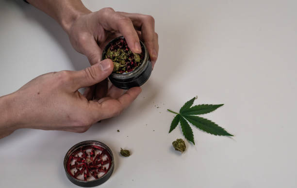 istock The man rolling medical marijuana joint. Marijuana buds, weed, leaf and grinder on white background. Cannabis 1129082410