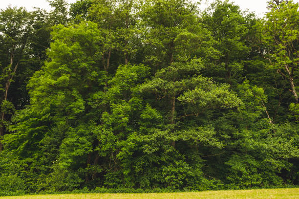istock Very tall green hedge with grass at the bottom 1129083175