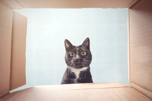 Cat looking curiously inside a cardboard box Shot from the inside of a cardboard box. A black and white cat is peeking down into the the box. peeking photos stock pictures, royalty-free photos & images