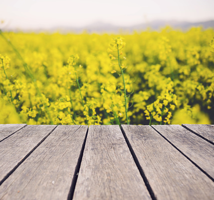 Yellow Rapeseed Field in spring from wooden balcony