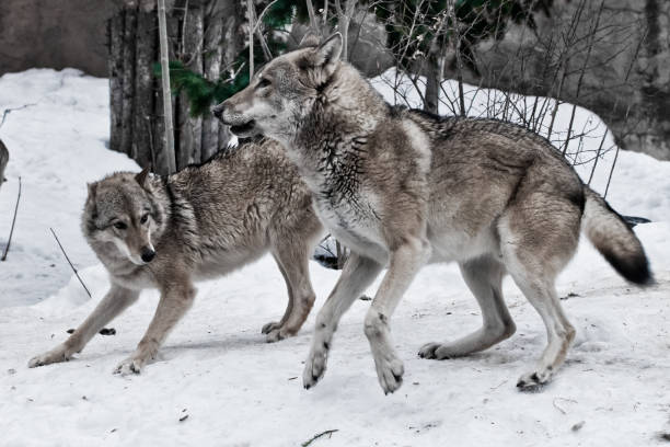 istock the wolf cares for the she-wolf, the predatory animals play and jump 1129086146