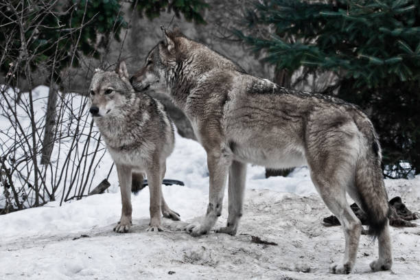 istock the wolf cares for the she-wolf, the predatory animals are playing 1129086299