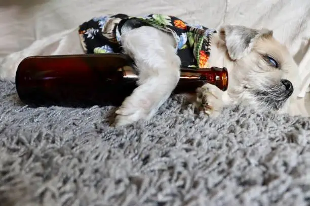 the dog drunk and hangover, it’s sleeping with a beer bottle.