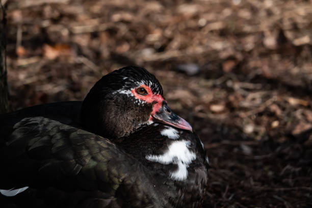istock Black Muscovy Duck in Winter 1129087601