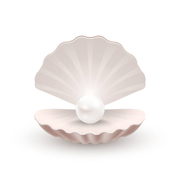 muschel mit perle innen auf einfarbigen hintergrund - pearl oyster shell white stock-grafiken, -clipart, -cartoons und -symbole