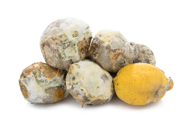 Over Riped Lemon 1,500+ Rotten Lemon Stock Photos, Pictures & Royalty-Free Images - iStock