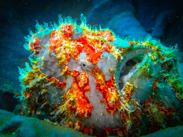 Giant Frogfish Giant Frogfish red frog fish stock pictures, royalty-free photos & images
