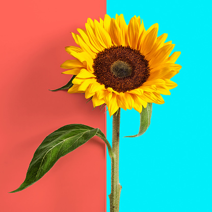 Sunflower with leaves and stem on abstract double coral blue color background. Spring summer flowers minimal concept
