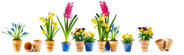 Spring flowers and easter bunny set Spring flowers, flowerpot with pansy, daffodil, hyacinth, muscari and easter bunny collection isolated on white background. Design elements banner and holiday present grape hyacinth stock pictures, royalty-free photos & images