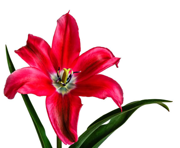 istock Pink tulip isolated on white. 1129094843