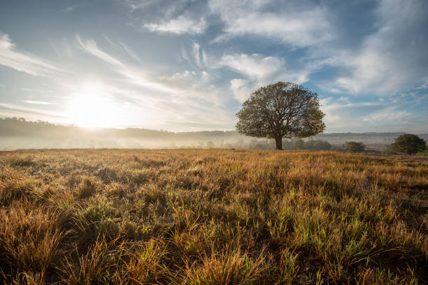 istock Big tree in the meadow morning light beautiful 1129095779