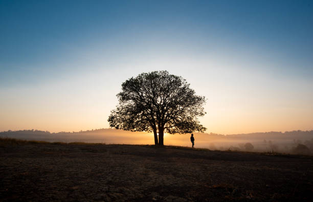istock Black silhouettes, big trees and a boy in the meadow 1129095781