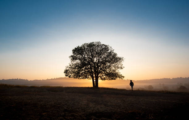 istock Black silhouettes, big trees and a boy in the meadow 1129095783