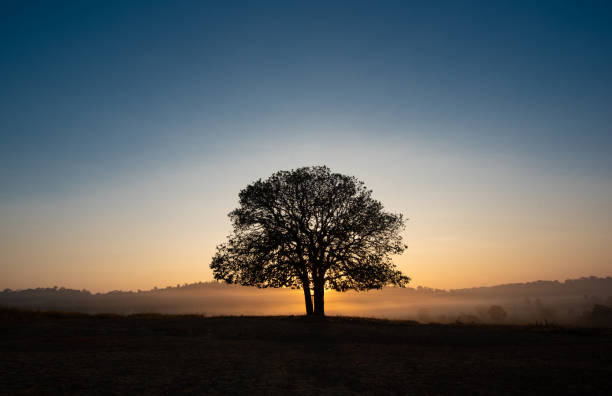 istock Black silhouettes big trees in the meadow and beautiful sky 1129095809