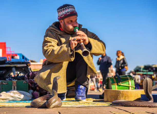 marrakech, marrocos, 15 de janeiro de 2013: serpentes tocando música, marrakech, marrocos - jema el fna - fotografias e filmes do acervo