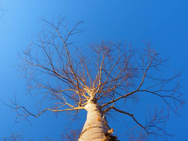 冬の白樺の木を調べる - birch tree tree downy birch white ストックフォトと画像