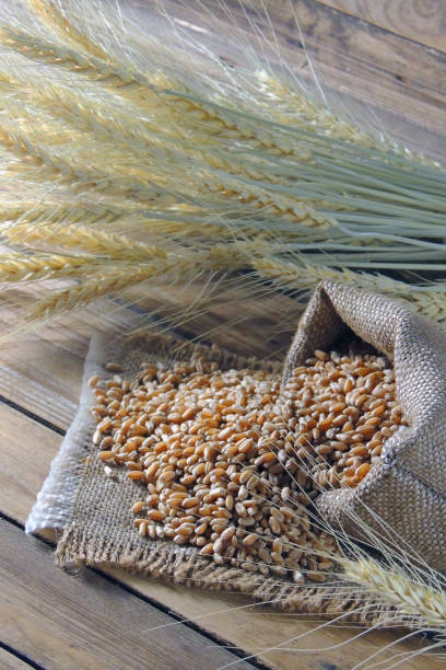 istock wheat grains and spikelets of wheat 1129101083