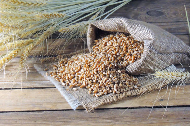 istock wheat grains and spikelets of wheat 1129101090