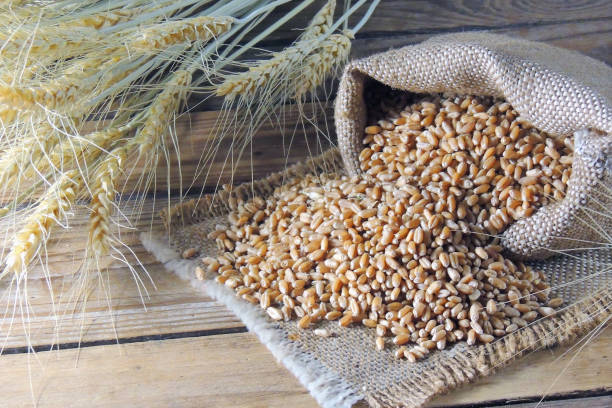 istock wheat grains and spikelets of wheat 1129101100