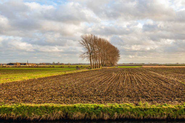 istock Tall trees and a stubble field 1129101777