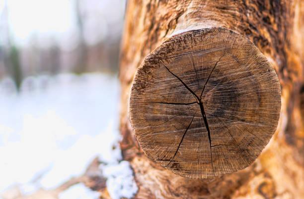 cut of a tree as a background texture for artists
