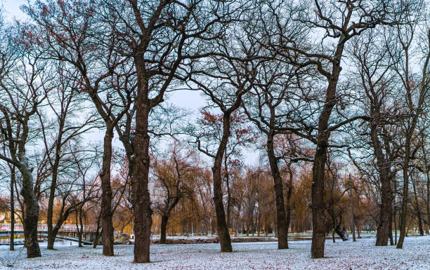 trees grow in winter park trees grow in winter park горная гряда stock pictures, royalty-free photos & images