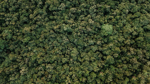istock Sri Lanka Landscape Drone 1129103220