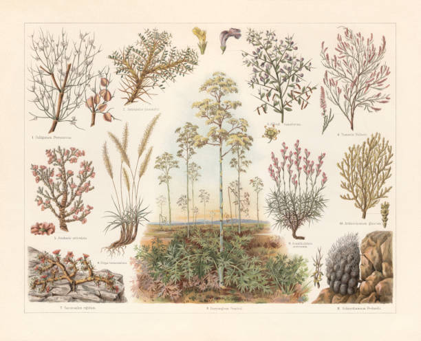 ilustrações, clipart, desenhos animados e ícones de plantas da estepe, chromolithograph, publicado em 1897 - fennel vegetable food white background