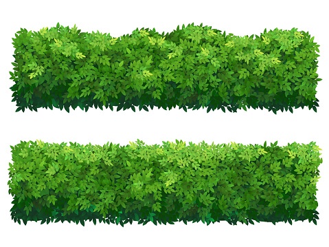 Green fence rectangular boxwood shrubs. Set of bushes of different shapes isolated. Ornamental plant for decorate of a park, a garden or a green fence. Foliage for spring and summer card design.