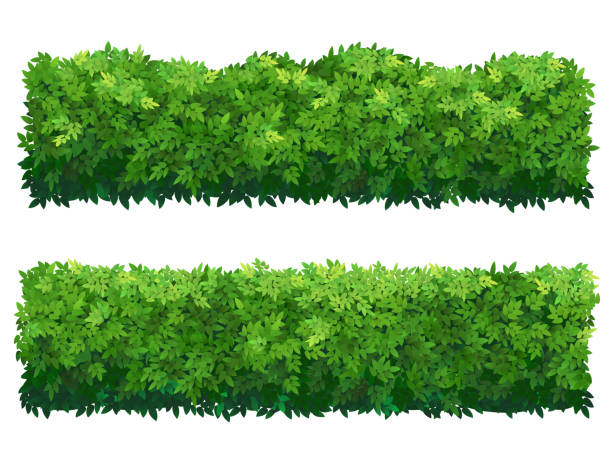 Green fence Green fence rectangular boxwood shrubs. Set of bushes of different shapes isolated. Ornamental plant for decorate of a park, a garden or a green fence. Foliage for spring and summer card design. cartoon of the saying goodbye stock illustrations