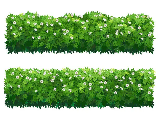 Vector illustration of Flowering bush green hedge