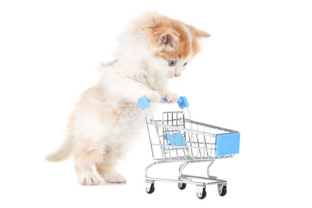 istock Cute kitten with shopping cart isolated on white background 1129104790