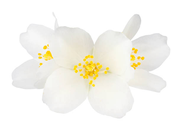 istock Jasmine flowers isolated on white background 1129104847