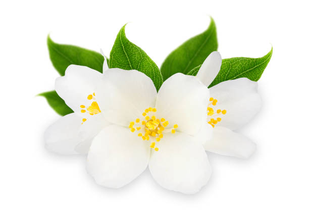 istock Jasmine flowers with leaves isolated on white background 1129104849