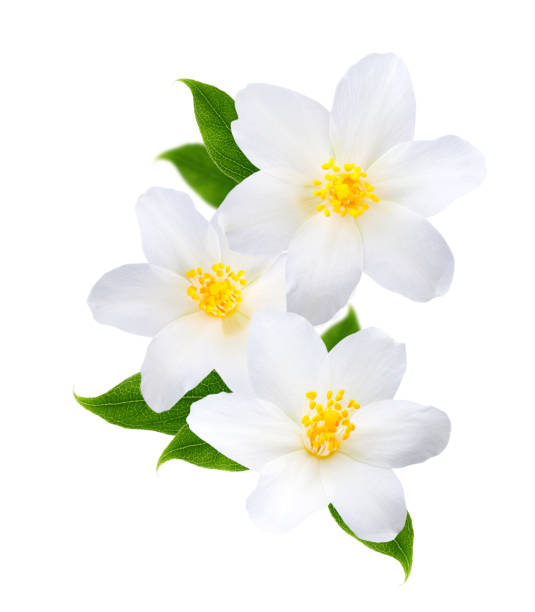 istock Jasmine flowers with leaves isolated on white background 1129104855