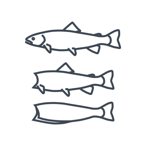 cienka linia ikona przetwarzania ryb, cięcie surowych ryb - black bass illustrations stock illustrations