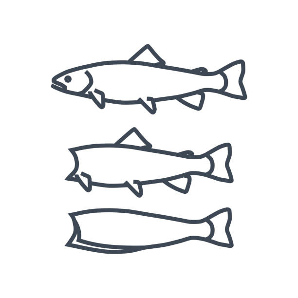 thin line icon fish processing, cutting raw fish vector art illustration