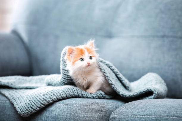 Cute kitten with scarf sitting on gray sofa