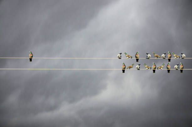 istock Individuality concept, birds on a wire, alone against mass 1129106045