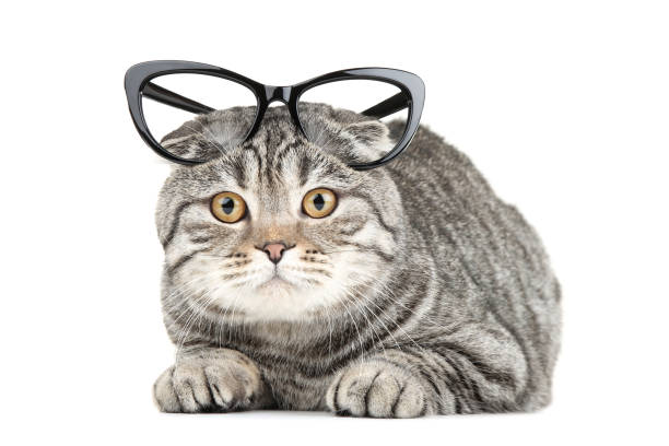 istock Cute cat with glasses isolated on white background 1129106424