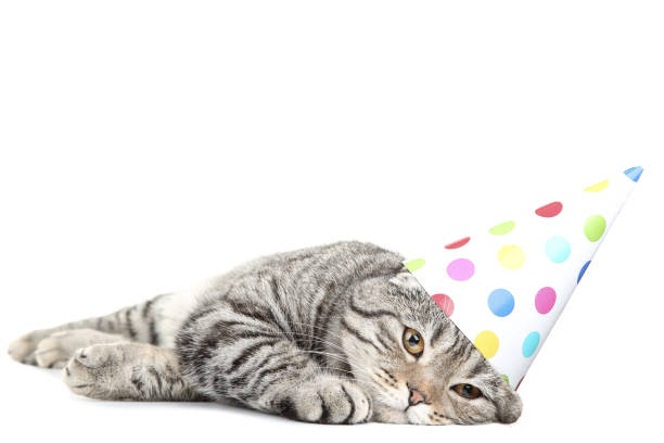 istock Cute cat with birthday cap lying on white background 1129106523