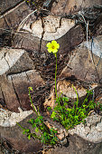 eine-gelbe-blume-auf-die-palme.jpg?b=1&s=170x170&k=20&c=Lk-olx0aZwSnPnIbZb_Wbjh6PreFb00yA_ThsPlK6pU=