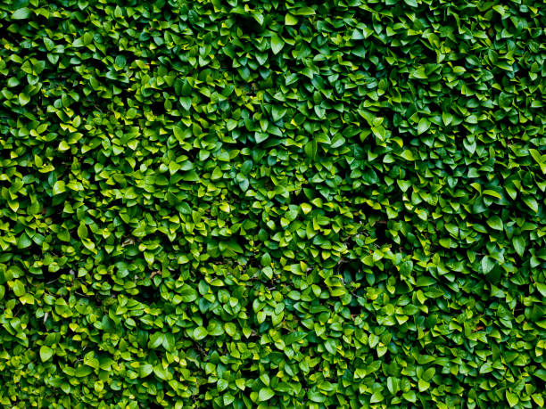 istock Green leaves wall  garden background and texture. 1129108497