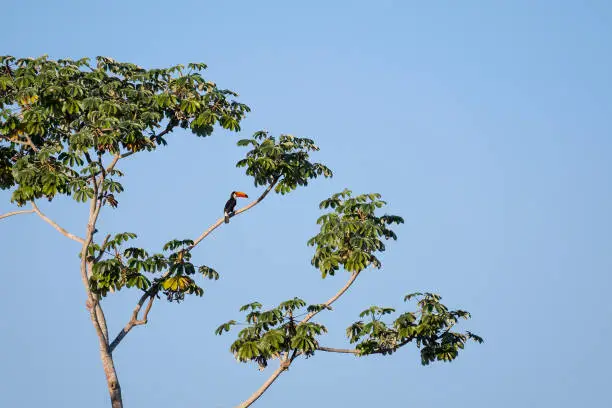 Toco Toucan, Ramphastos Toco, also known as the Common Toucan, Giant Toucan, Pantanal, Mato Grosso do Sul, Brazil, South America