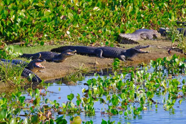 Yacare Caymans, Caiman Crocodilus Yacare Jacare, in the grassland of Pantanal wetland, Corumba, Mato Grosso Do Sul, Brazil, South America