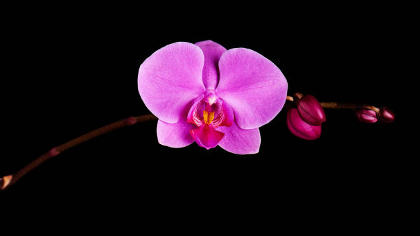 flores de orquídeas na bancario. - 2772 - fotografias e filmes do acervo