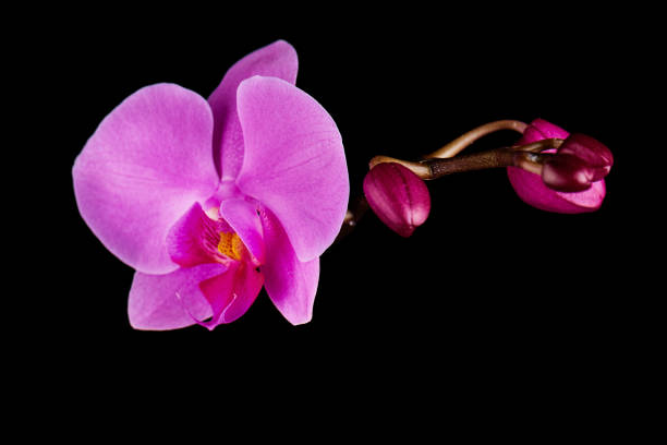 istock Orchids flowers on banch. 1129110493